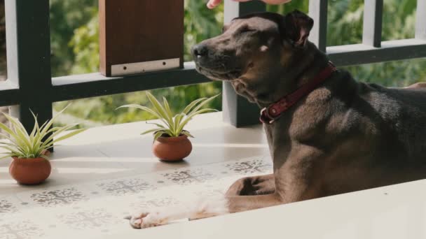 Een Hond Die Thuis Het Balkon Ligt Hand Van Een — Stockvideo