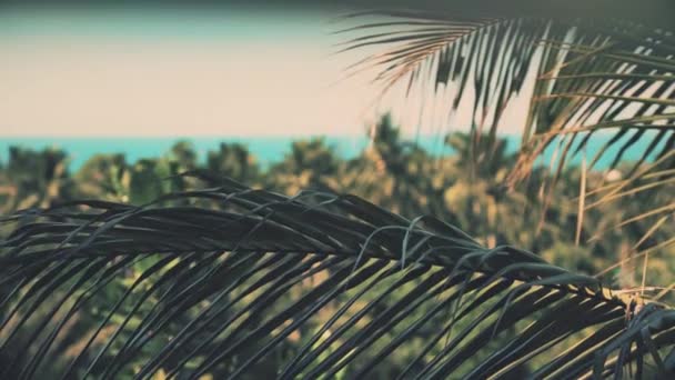 晴れた朝にはヤシの葉 海が近くにあります バルコニーからの眺め — ストック動画
