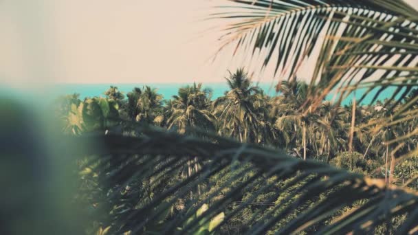 Foglie Palma Primo Piano Palme Mare Una Mattina Sole Vista — Video Stock