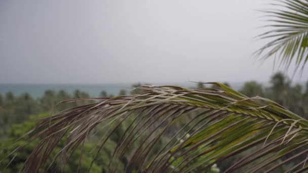 Raindrops Summer Day Palm Trees Flowers Tropical Greenery — Stock Video