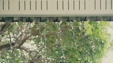 Bir yaz günü palmiye ağaçları, çiçekler ve tropik yeşillikler üzerine yağmur damlaları yağar. 