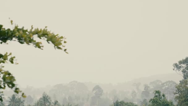 Gotas Lluvia Día Verano Sobre Palmeras Flores Vegetación Tropical — Vídeos de Stock