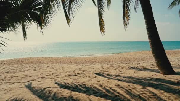 Palmeras Sombras Hojas Palmeras Arena Una Playa Tropical Contra Fondo — Vídeos de Stock