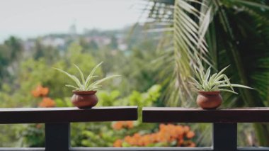 Güneşli bir günde ağaçtan bir balkona konan otlar, palmiye yapraklarından oluşan bir arka plana karşı yağar.