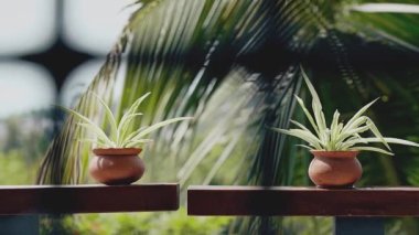 Güneşli bir günde ağaçtan bir balkona konan otlar, palmiye yapraklarından oluşan bir arka plana karşı yağar.