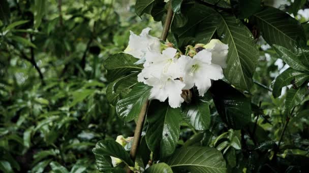 Yağmur Altında Orman Zemininde Beyaz Tropikal Çiçekler — Stok video