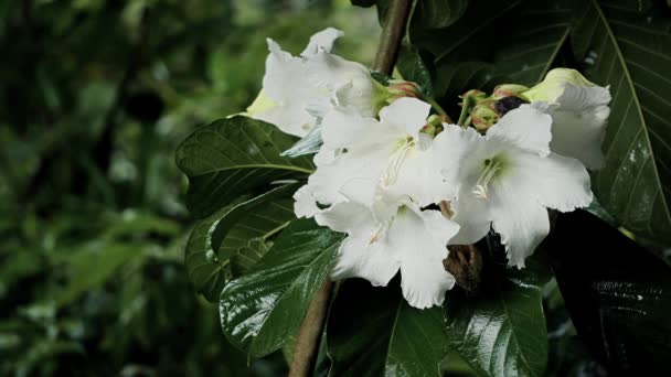 ジャングルを背景に雨の下で白い熱帯の花 — ストック動画
