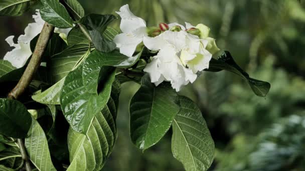 Flores Tropicais Brancas Sob Chuva Fundo Selva — Vídeo de Stock