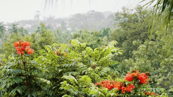 Tropikal Bir Adada Palmiye Ağaçları Deniz Dağların Üzerine Yağar — Stok video
