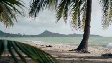 Güneşli bir sabahta, tropik bir plajın kumsalındaki palmiye ağaçları ve gölgeler denizin arka planına karşı.