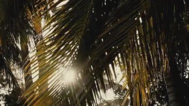 Güneşli bir yaz gününde, güneş ışınları palmiye yaprakları arasında parıldar.