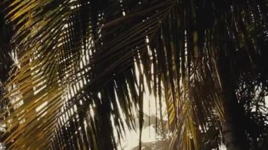 Güneşli bir yaz gününde, güneş ışınları palmiye yaprakları arasında parıldar.