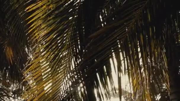 Güneşli Bir Yaz Gününde Güneş Işınları Palmiye Yaprakları Arasında Parıldar — Stok video