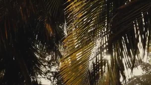 Sonnenstrahlen Funkeln Zwischen Palmenblättern Einem Sonnigen Sommertag — Stockvideo