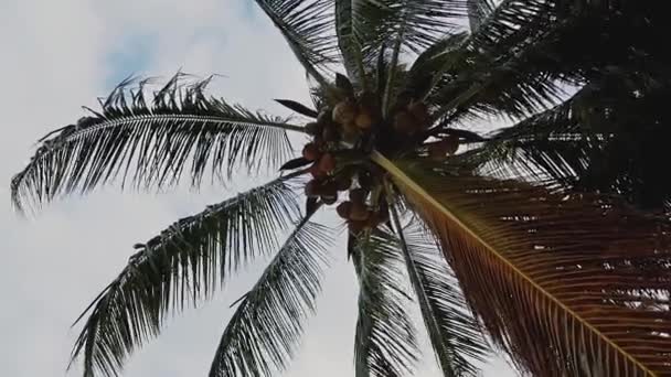 夏日里 在天空的背景下 旋转着椰子树的自下而上的景象 — 图库视频影像
