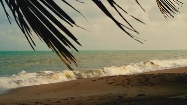 Surfing Fale Tropikalnej Piaszczystej Plaży Liście Palmy Pierwszym Planie — Wideo stockowe