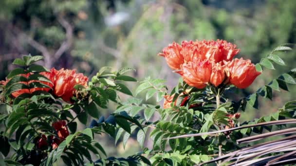 Abelhas Sobre Flores Tropicais Vermelhas Fundo Selva — Vídeo de Stock