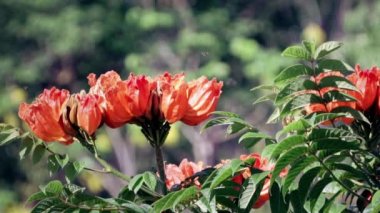 Ormanın arka planında kırmızı tropik çiçeklerin üzerindeki arılar