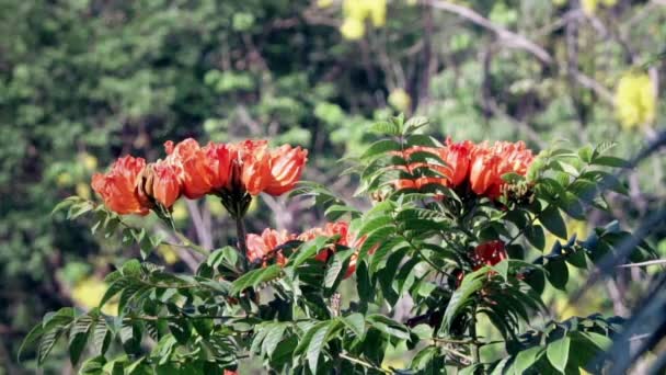 ジャングルの中の赤い熱帯の花の上の蜂 — ストック動画