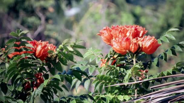 ジャングルの中の赤い熱帯の花の上の蜂 — ストック動画