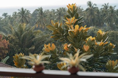 Güzel botanik fotoğrafı, doğal duvar kağıdı.