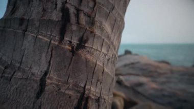 Güneşli bir sabahta, tropikal sahilde, denizin arka planında kayalık bir sahil.