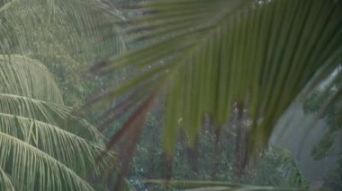 Bir yaz günü palmiye ağaçları, çiçekler ve tropik yeşillikler üzerine yağmur damlaları yağar. 