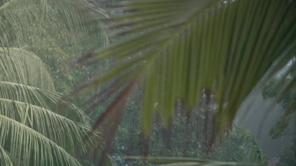 Gotas Lluvia Día Verano Sobre Palmeras Flores Vegetación Tropical — Vídeos de Stock