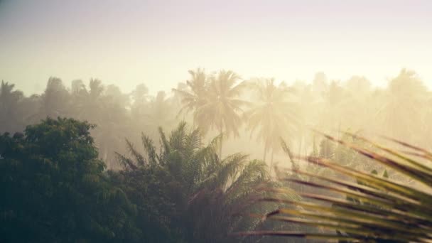 Raindrops Summer Day Palm Trees Flowers Tropical Greenery — Stock Video