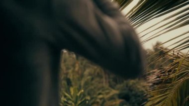 Bir yaz günü palmiye ağaçları, çiçekler ve tropik yeşillikler üzerine yağmur damlaları yağar. 