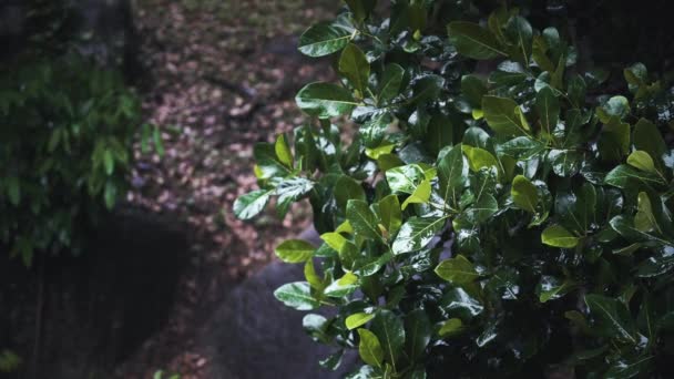 Lluvia Tropical Selva — Vídeos de Stock