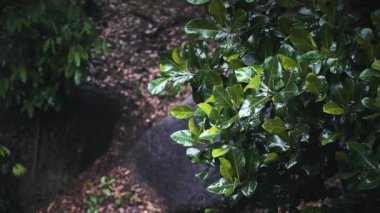 Ormanda tropik yağmur