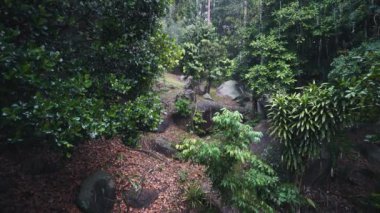 Ormanda tropik yağmur