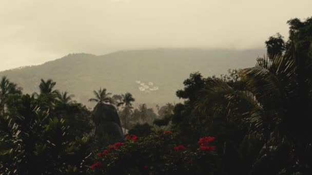 Raindrops Summer Day Palm Trees Flowers Tropical Greenery — Stock Video