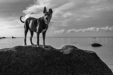 Kumsalda sırt çantalı siyah beyaz bir köpek.