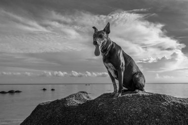 Mutlu köpek bir yaz günü deniz kenarındaki kayada oturur.