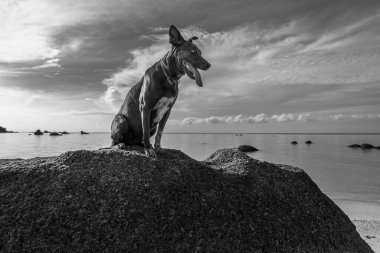 Mutlu köpek bir yaz günü deniz kenarındaki kayada oturur.