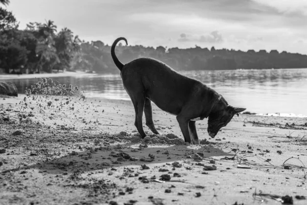 Happy dog plays on the beach and digs holes in the sand in a summer day