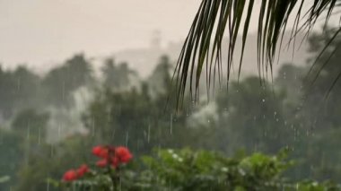 Tropikal bir adada palmiye ağaçları, kırmızı çiçekler, deniz ve dağ üzerine yağış. Yavaş çekim videosu. 