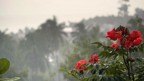 Βροχή Πάνω Από Φοίνικες Κόκκινα Λουλούδια Θάλασσα Και Βουνό Ένα — Αρχείο Βίντεο