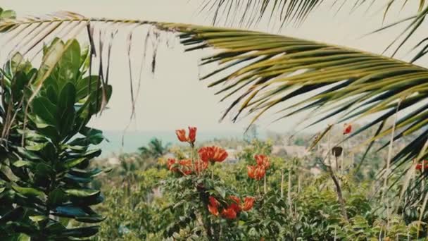 Ładny Widok Balkonu Pomarańczowe Tropikalne Kwiaty Liście Palmy Drzewa Słoneczny — Wideo stockowe