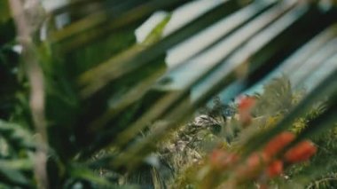 Balkondan deniz manzarası güzel. Ön planda turuncu tropik çiçekler, palmiye yaprakları ve ağaçlar güneşli bir yaz gününde.