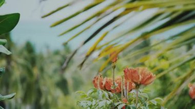 Güneşli bir yaz gününde, turuncu tropik çiçeklerin, palmiye yapraklarının ve ağaçların balkonundan güzel bir manzara. Arka planda deniz.
