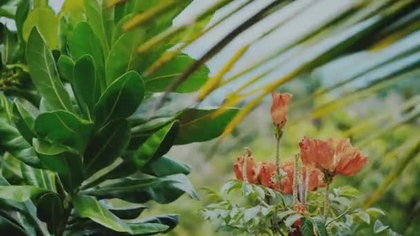 晴れた夏の日には オレンジの熱帯の花 ヤシの葉 木のバルコニーからのクローズアップ素晴らしい景色 背景の海 — ストック動画