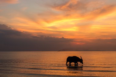 Gün batımında deniz Buffalo sicilini