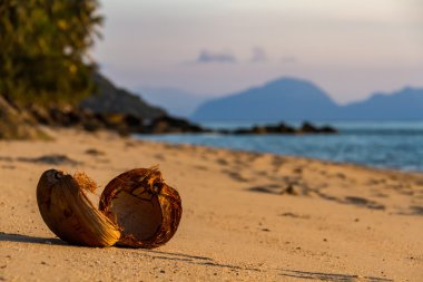 Hindistan cevizi bir tropik ada plaj