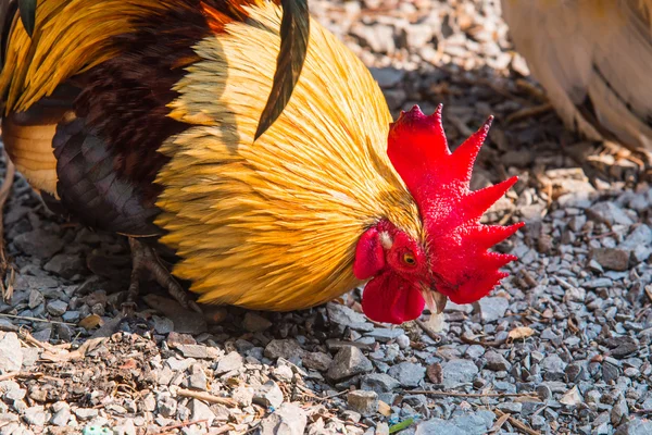 Belo galo no jardim — Fotografia de Stock