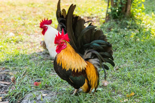 Belo galo no jardim — Fotografia de Stock