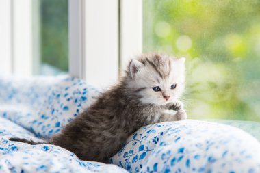 Şirin yalnız yavru kedi