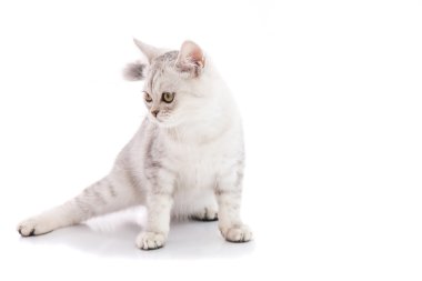 İzole şirin Amerikalı stenografi kedi